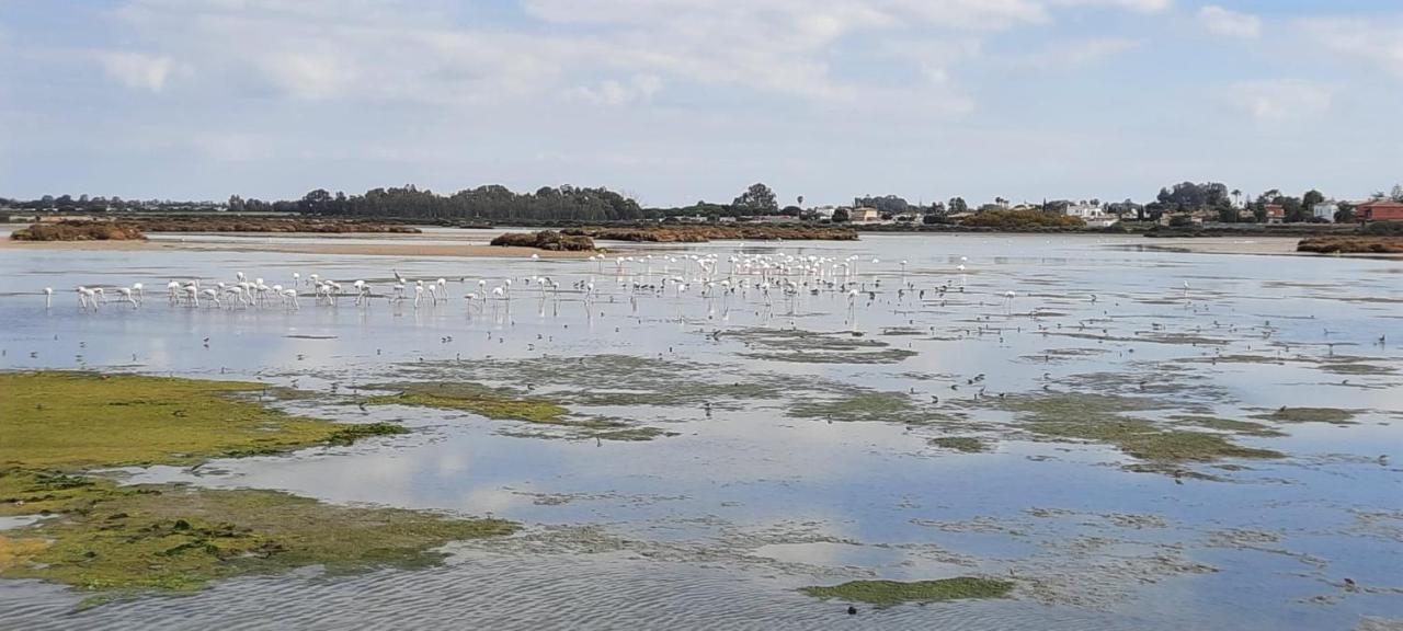 Villa Sancti Petri Chiclana de la Frontera Buitenkant foto